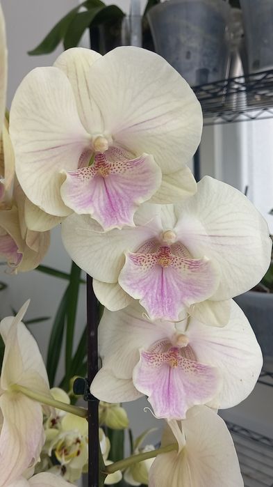 Орхідея біг ліп продам