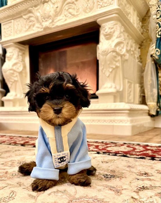 Мальтипу ф1 -дуже гарний малюк