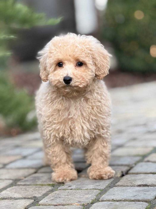 Мальтипу Ф1/Ф2 (міні та мікро) Мальтипу baby face