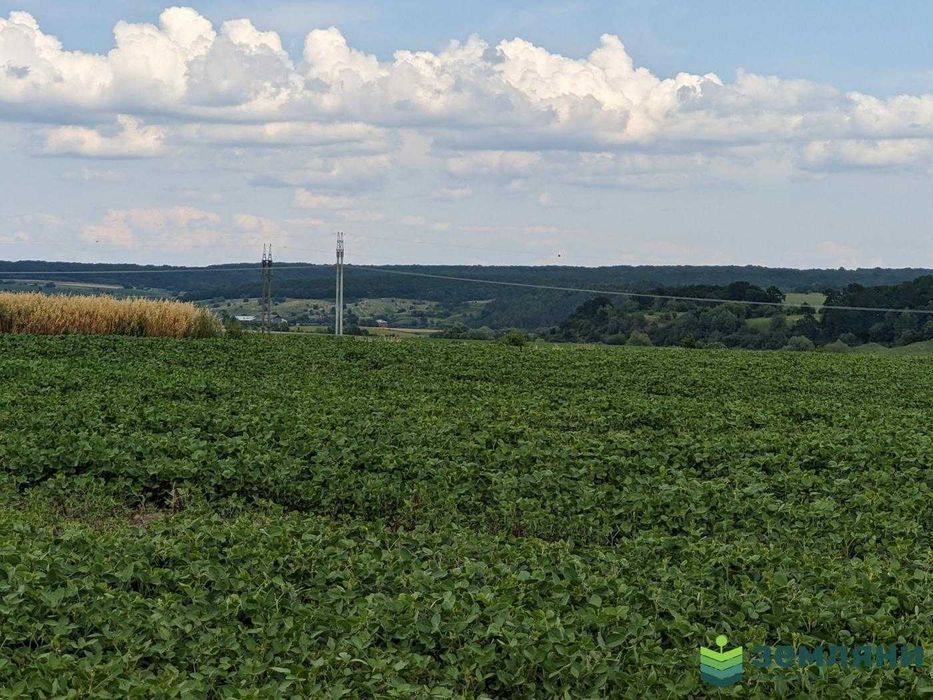 Земля 13 соток в с.Колодіївка,урочище "Нива" під будівництво (5)