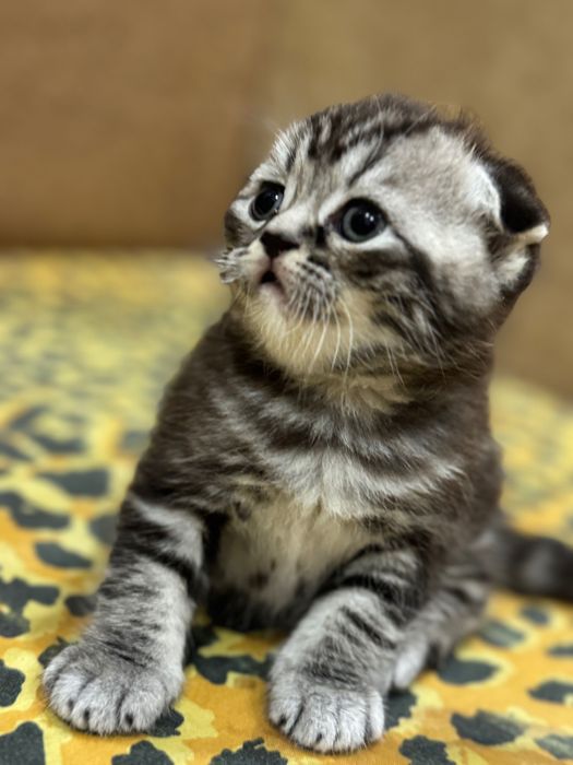 Красиві кошенята