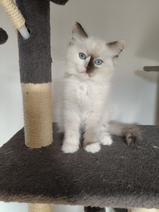 Ragdoll koteczka  Fife/FPL na wrzesień