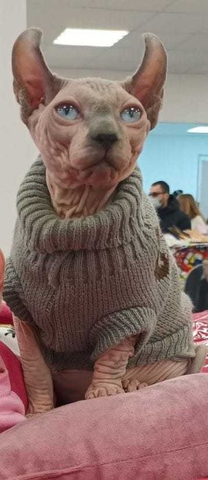 Sfinks o niebieskich oczach. Łysy kot. Kotek chłopczyk
