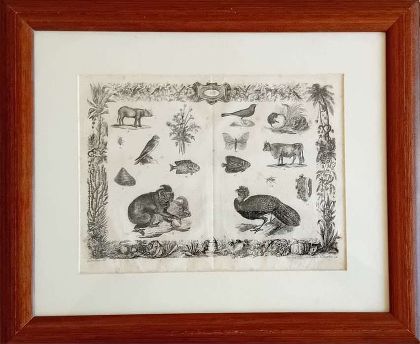 Gravura séc. XIX (Museu Pitoresco)