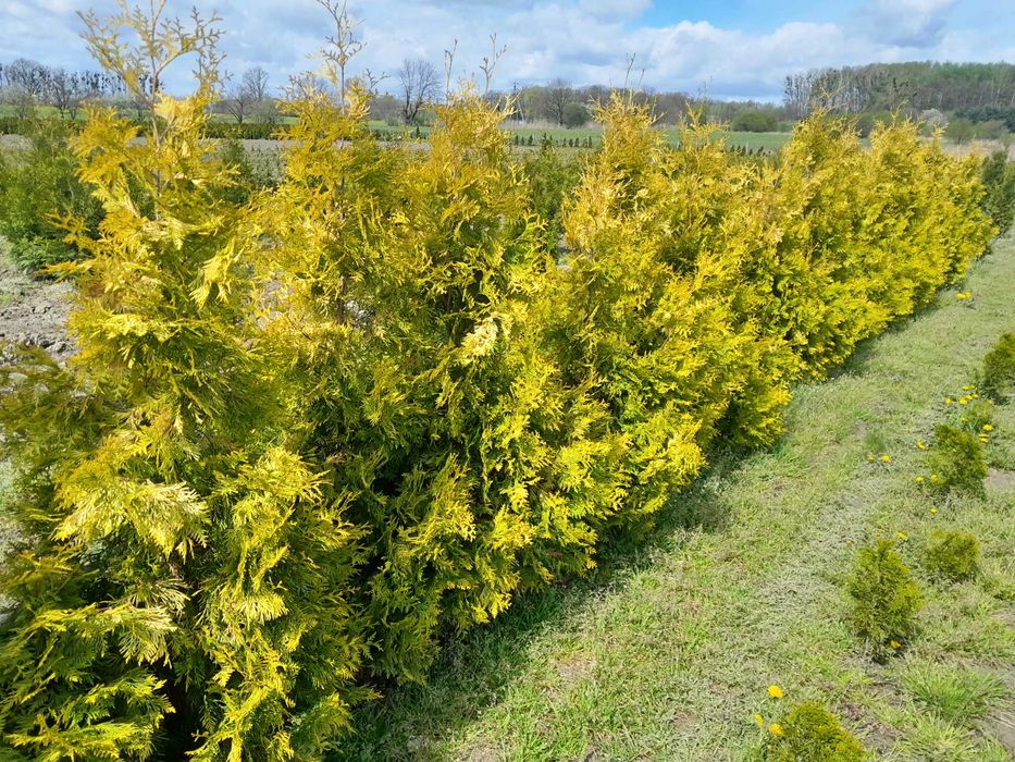 Gęsta Tuja Szmaragd, Brabant, Blue Arrow! Dostawa sadzenie! Do 250cm!