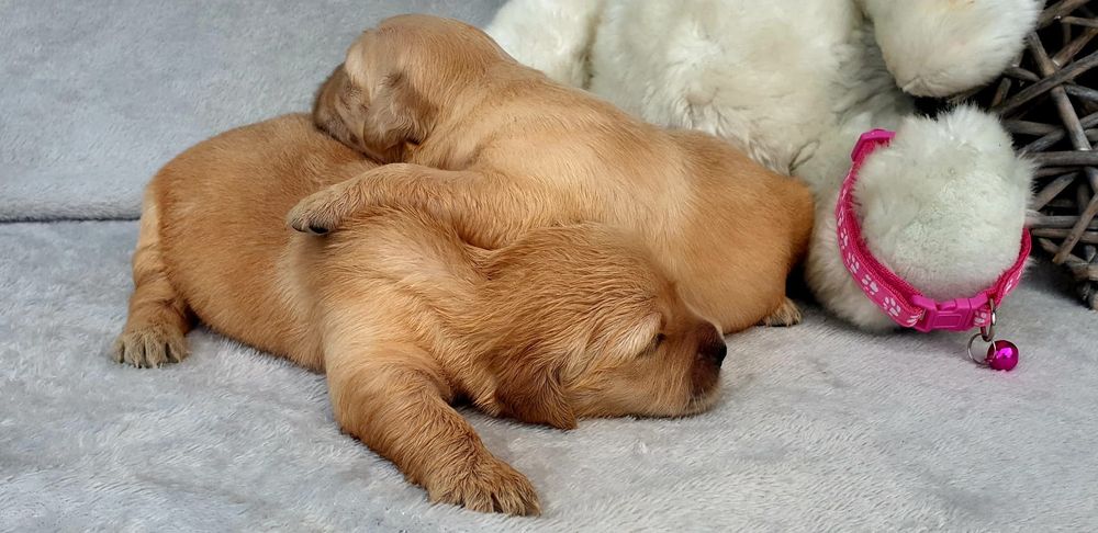 Golden Retriever com LOP e Afixo