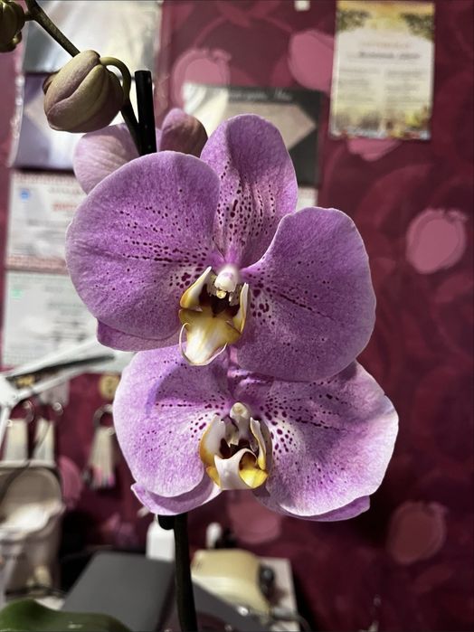 Орхидея фаленопсис суюки единорог биглип