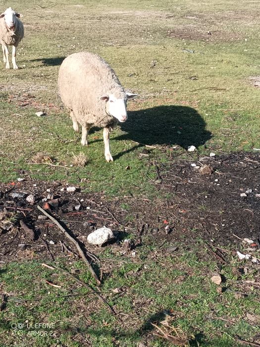 Borrega ille France pura 6 meses