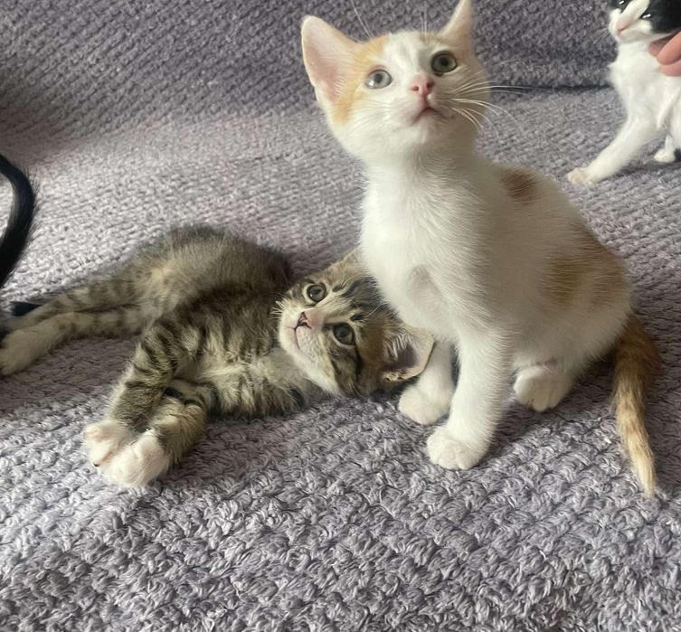 Котенок мальчик в поисках дома!