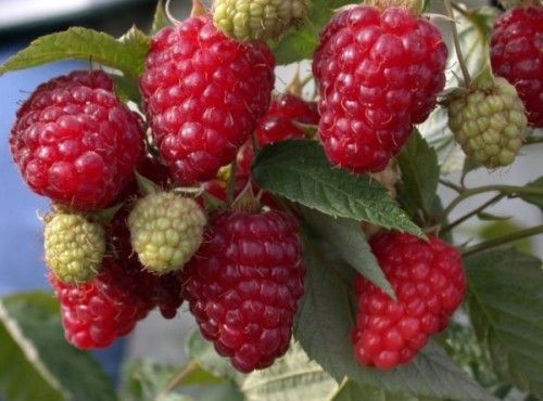 Jesienne i wiosenne Maliny! Sadzonki z własnej uprawy! Duże i słodkie