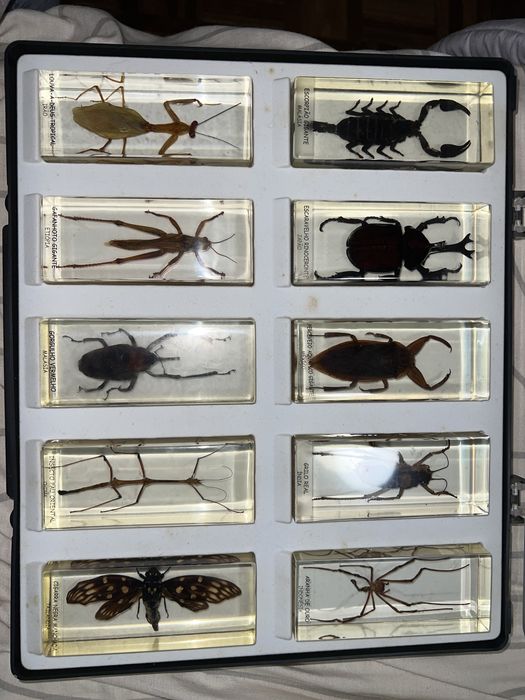 Coleção Bichos Natural History Museum