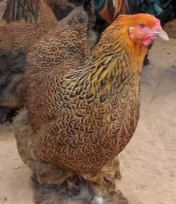 Casal de galinha braham perdiz dourado