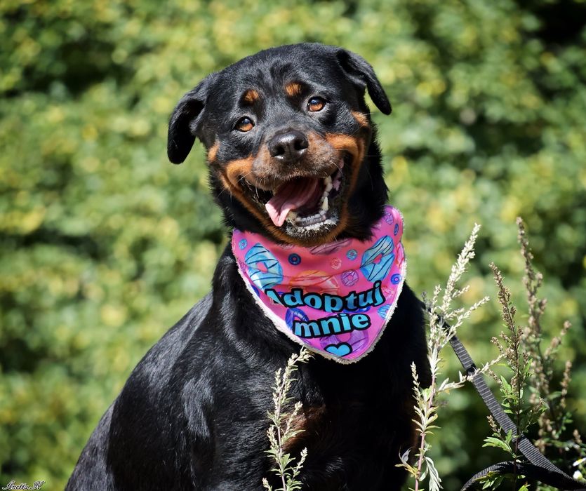 Nesska w typie rottweilera szuka domku
