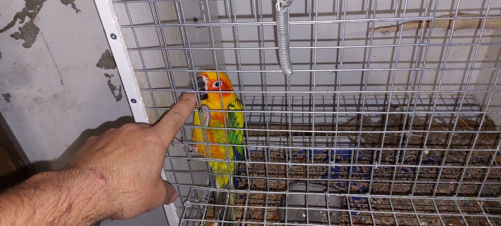 Aratingas criadas à mão.