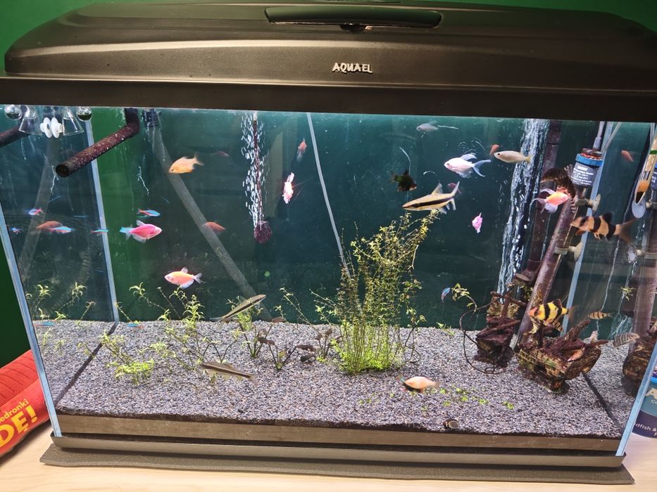 Akwarium 120l wraz z zyciem