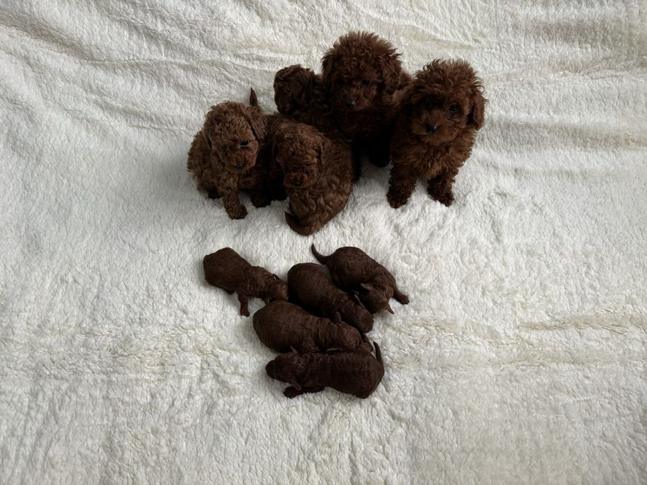 Супер яскраві дітки тойпуделя