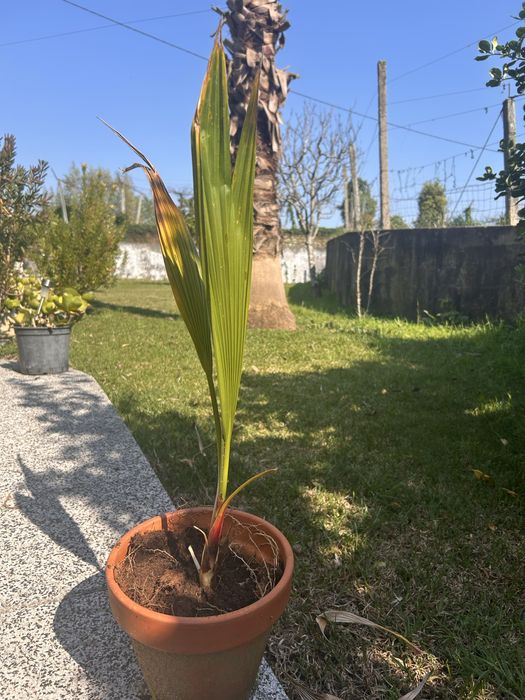 Vasos de Palmeira Washingtonia