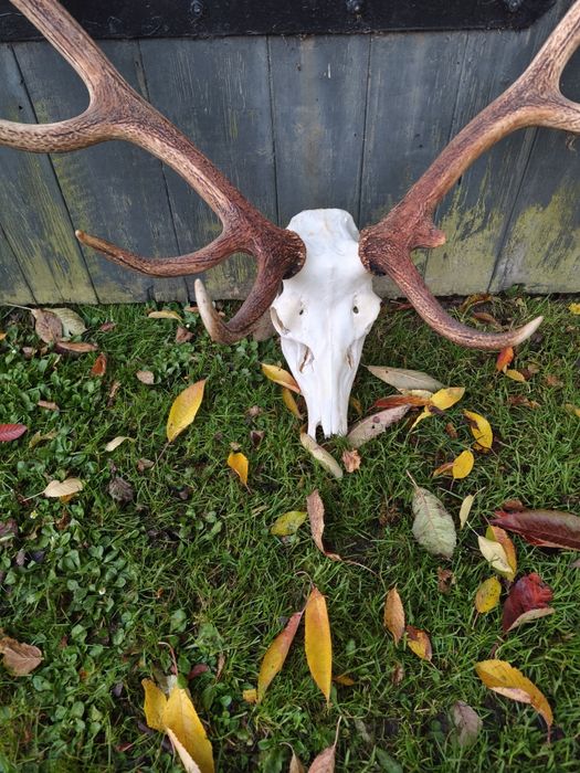 Poroże Jelenia 2sztuki