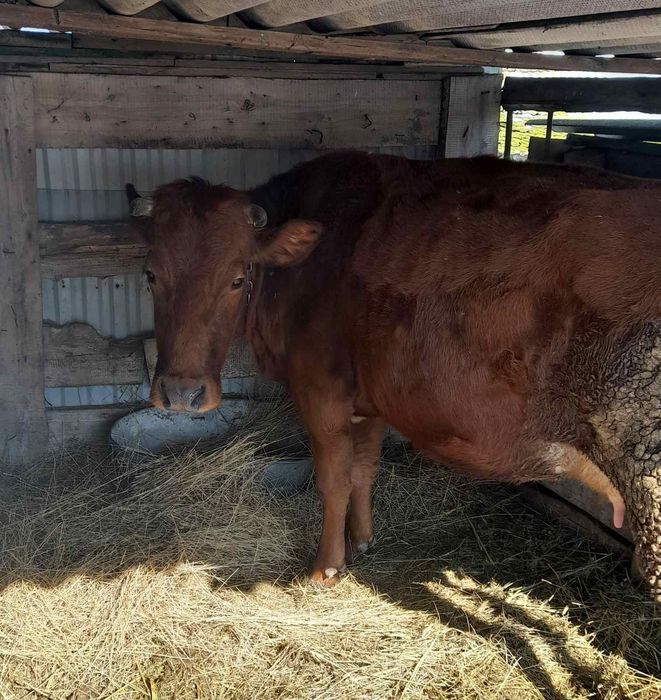 Продам корову ,теленка