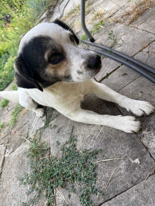 Песик Щеня Собака шукає сім'ю