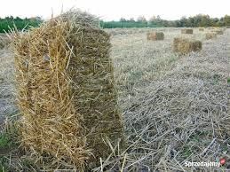 Słoma Sprzedam słomę w kostce