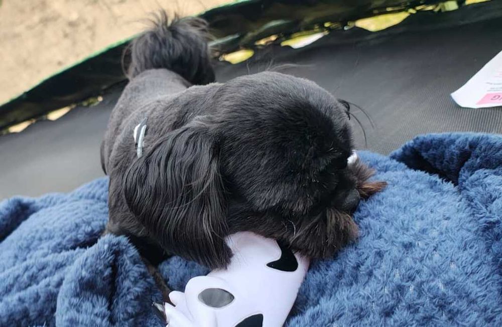 Shih tzu COSMO Ozorków