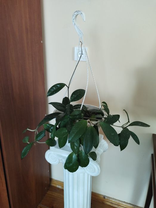 Продам квіти кімнатні