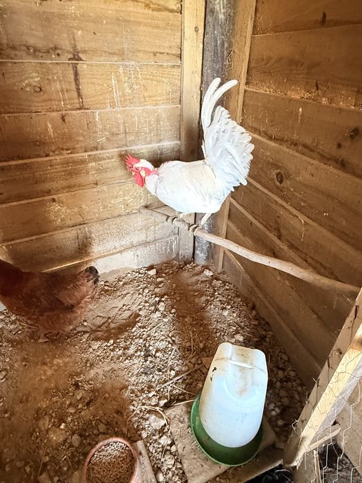 Vendo galos reprodutores