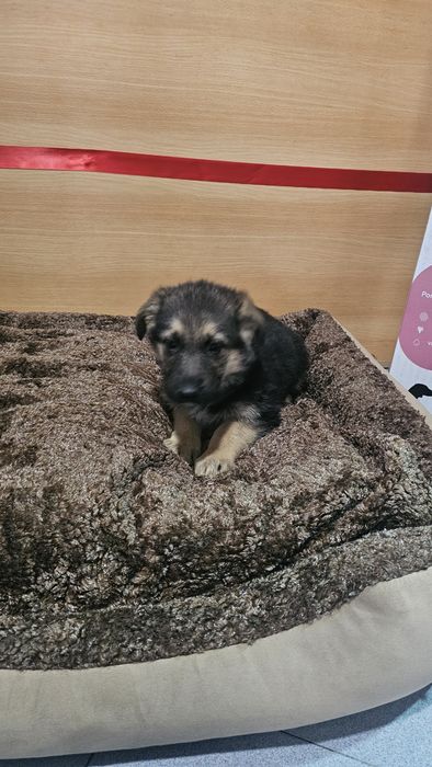 Pastor Alemão macho