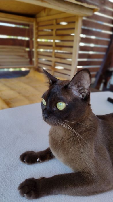 Бурма Європейська,соболиний хлопчик