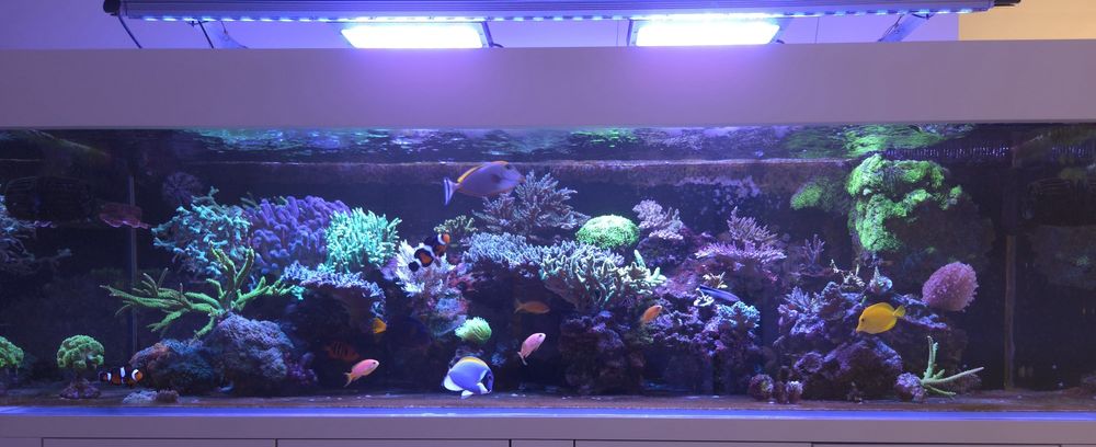 Koralowce SPS, Euphyllia, caulustrea, Stylophora,Seriatopora,ricordea