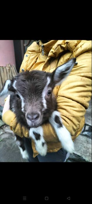 Продам козенят недорого