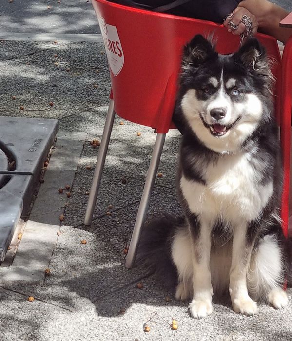 Cadela para adopção responsável
