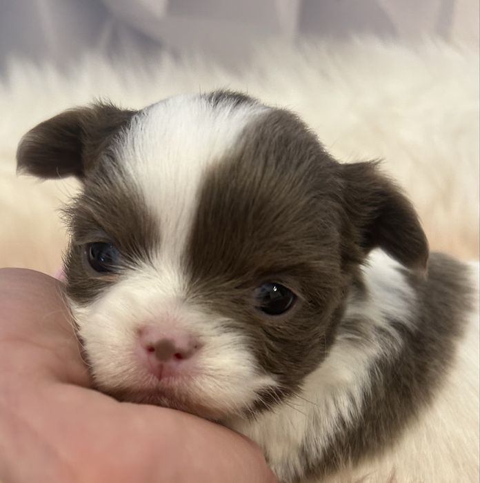 Chihuahua biało liliowa sunia długowłosa MEGA CUDO