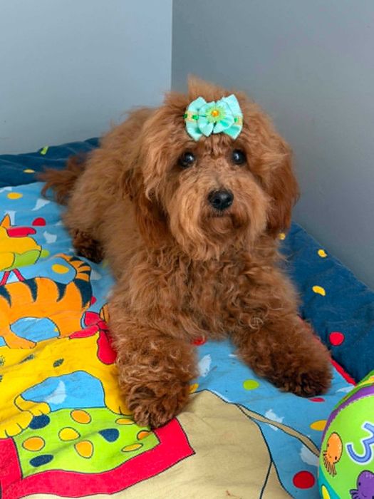 Maltipoo & pudel toy - mini suczka