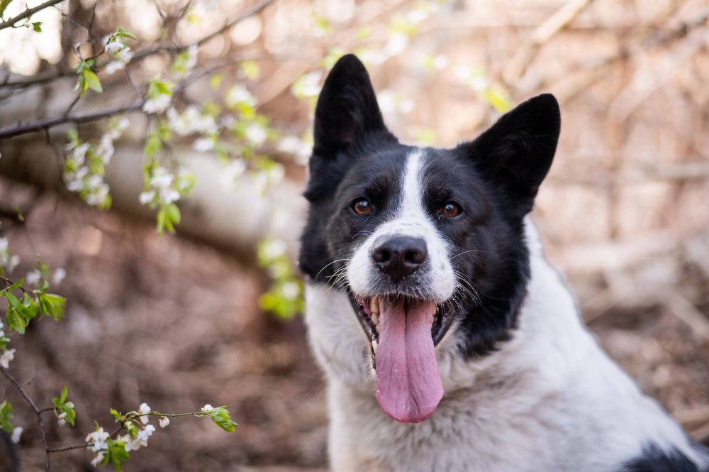 Przepiękny Mizu mix psa karelskiego czeka na dom