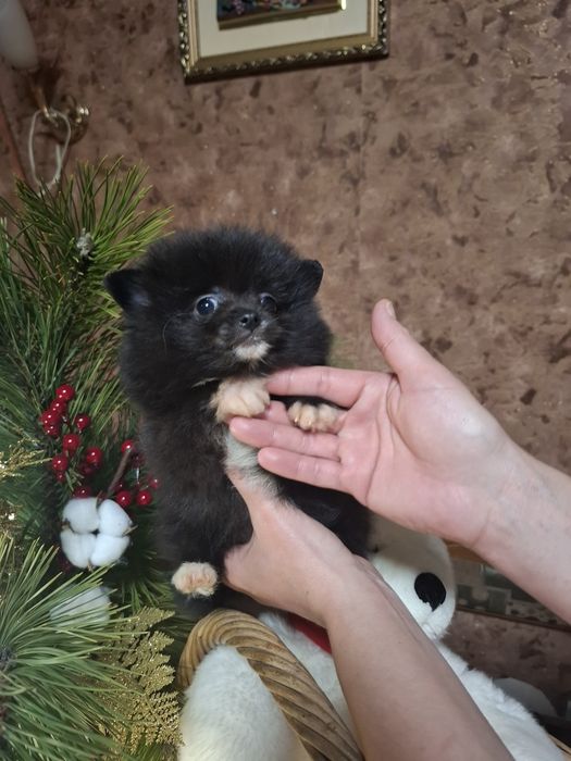 Продажа малышей к праздникам.