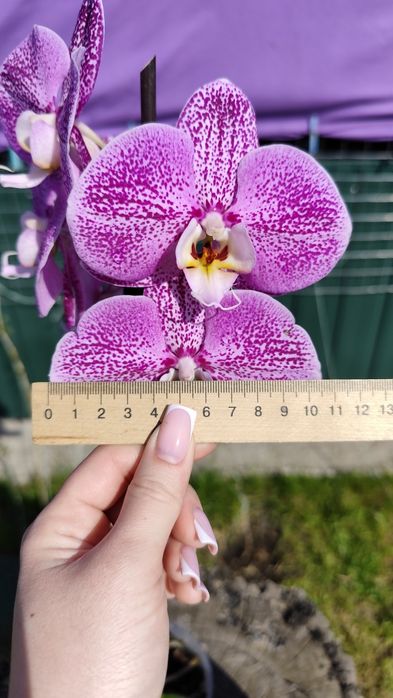Продам орхідею фаленопсис 10,5 см ТЕРМІНОВО