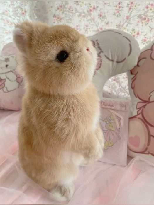 Coelhos anões,KIT completo, gaiola novas , alimentação adequada