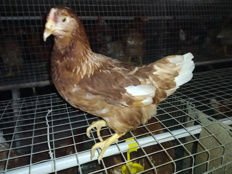 Кури молоді породи Ломан Браун (Кури несушки молоді )