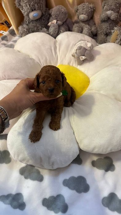 Цуценята той пуделя КСУ