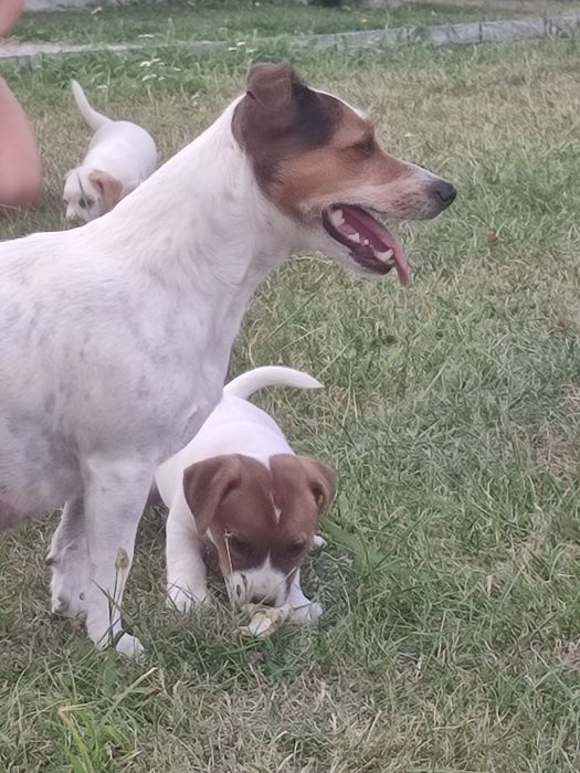 Jack Russell Terrier