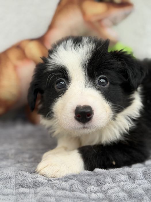 Piesek Border Collie