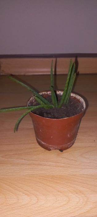 Aloe Vera (babosa)