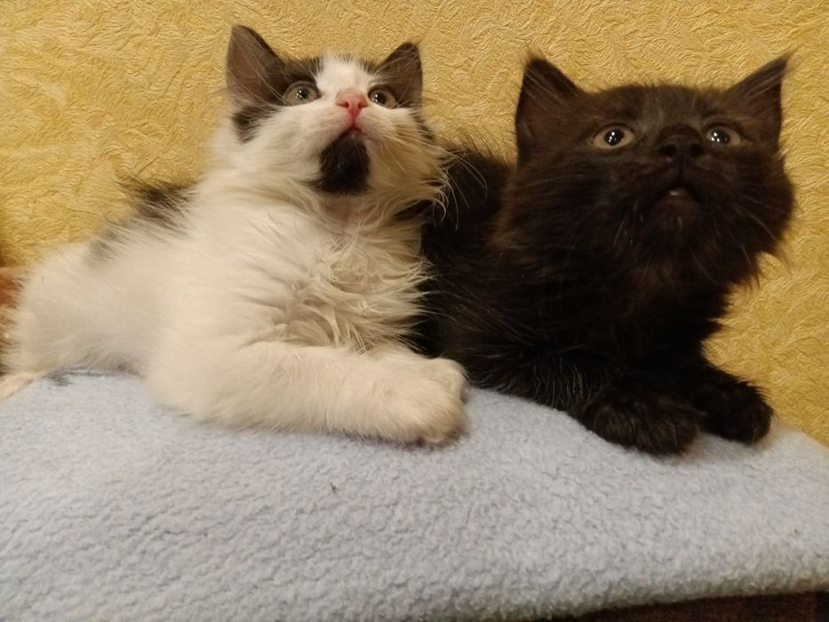 Шикарнючі котики шукають дім!