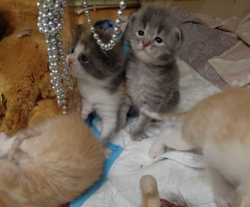 Милые КОТЯТА!!!!!
