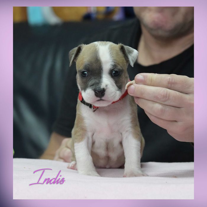 Amstaff urocza, najwyższej jakości