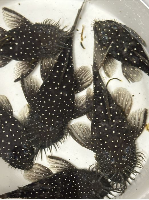Ancistrus L184 L107 F1 3,5-4cm