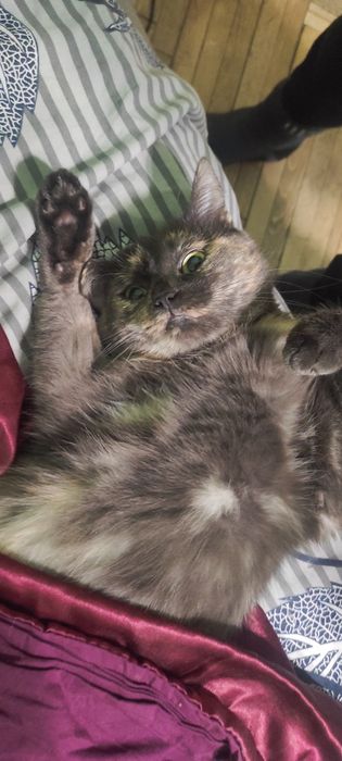 Киці потрібен господар