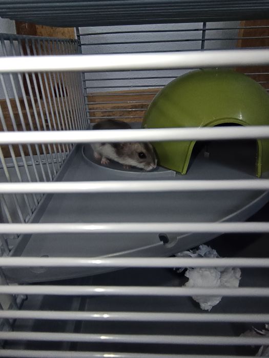 Hamster anão russo e gaiola